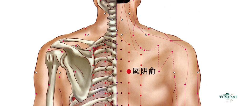 Jueyinshu Point (BL-14 / Jueyin Shu, Pericardium Back Transporting Point)