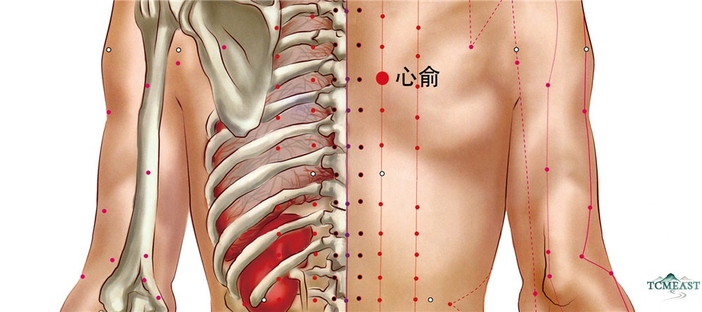 Xinshu Point (BL-15 / Heart Shu, Back Transporting Point of the Heart)