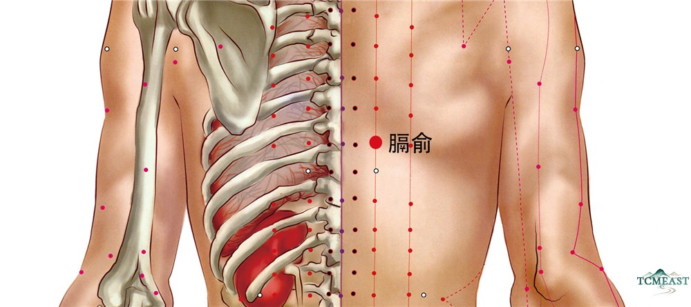Geshu Point (BL-17 / Diaphragm Shu, Blood Hui Point)