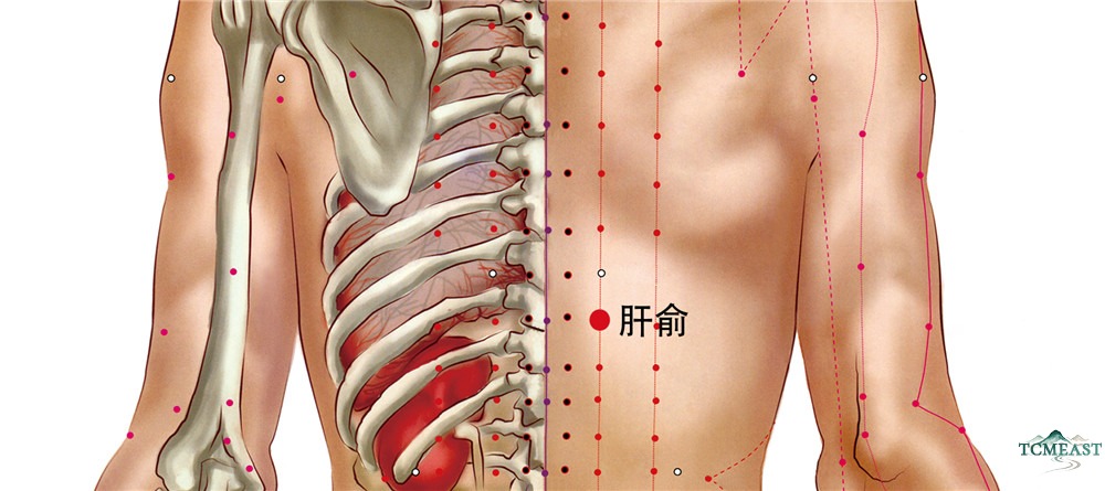 Ganshu Point (BL-18 / Liver Shu, Back Transporting Point of the Liver)