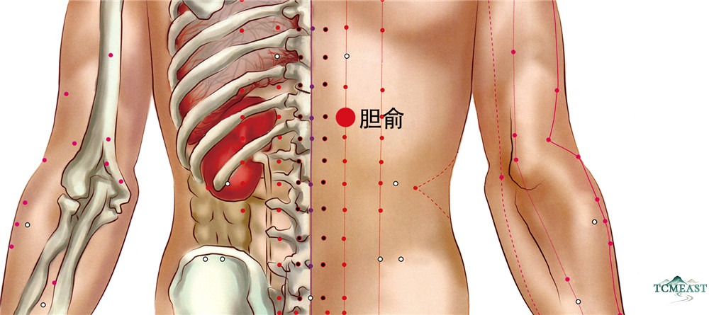 Danshu Point (BL-19 / Gallbladder Shu, Back Transporting Point of the Gallbladder)