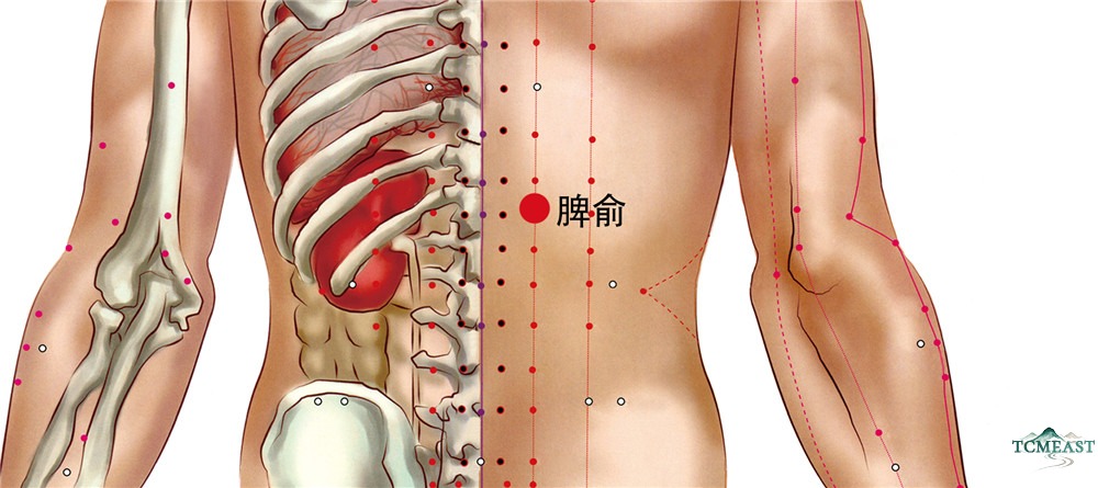 Pishu Point (BL-20 / Spleen Shu, Back Transporting Point of the Spleen)