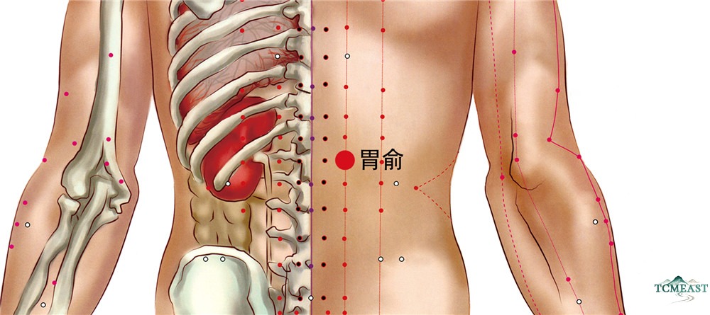 Weishu Point (BL-21 / Stomach Shu, Back Transporting Point of the Stomach)