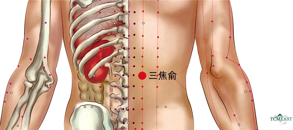 Sanjiaoshu Point (BL-22 / Triple Burner Shu, Back Transporting Point of the Triple Burner)