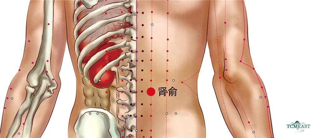 Shenshu Point (BL-23 / Kidney Shu, Back Transporting Point of the Kidney)