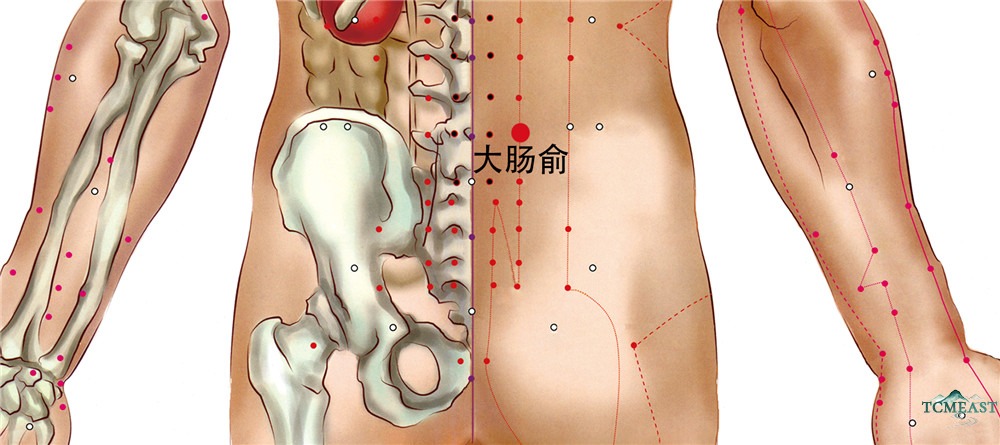 Dachangshu Point (BL-25 / Large Intestine Shu, Back Transporting Point of the Large Intestine)