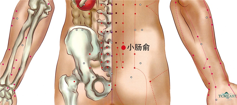 Xiaochangshu Point (BL-27 / Small Intestine Shu, Back Transporting Point of the Small Intestine)