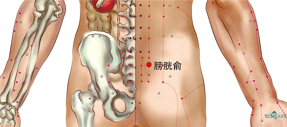 Pangguangshu Point (BL-28 / Bladder Shu, Back Transporting Point of the Bladder)