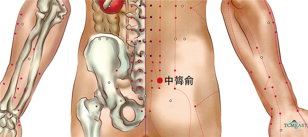 Zhonglüshu Point (BL-29 / Middle Muscles Shu, also known as Zhonglüneishu)