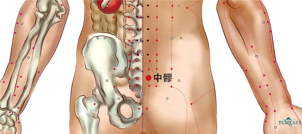 Zhongliao Point (BL-33 / Middle Bone Crevice)