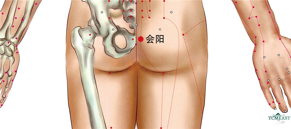 本穴位于骶尾部,针刺不宜过深,一般直刺0.8~1.2寸,以防伤及内部组织。可灸。