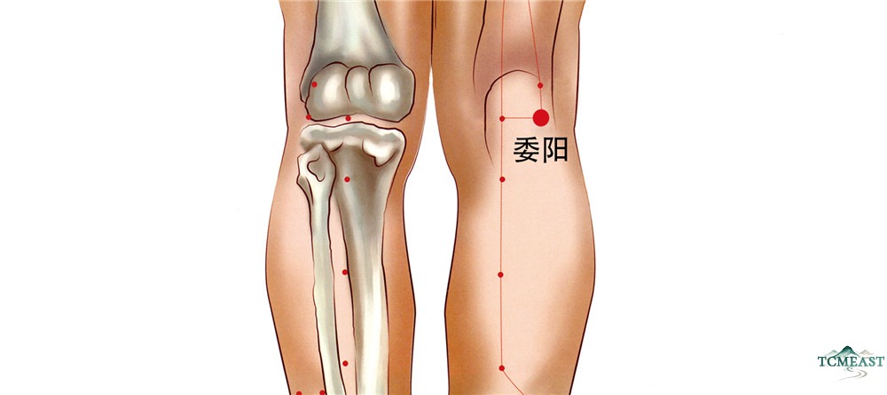 Weiyang Point (BL-39 / Yang Side of the Crease)