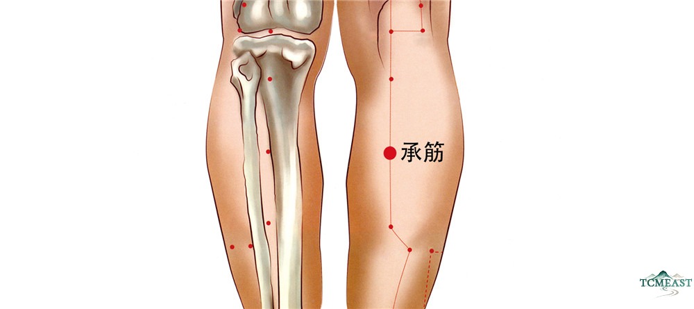 Chengjin Point (BL-56 / Tendon Support, also known as Shanchang, Zhichang)