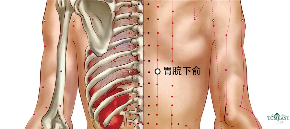 Weiwanxiashu Point (EX-B3 / Lower Gastric Shu, also known as Yishu / Pancreas Shu)