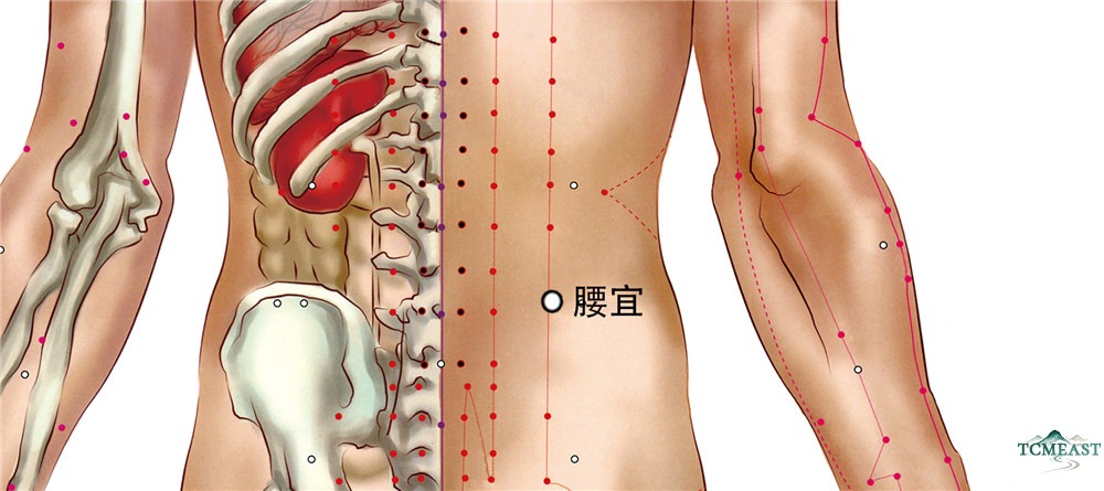 Yaoyi Point (EX-B5 / Lumbar Harmony)