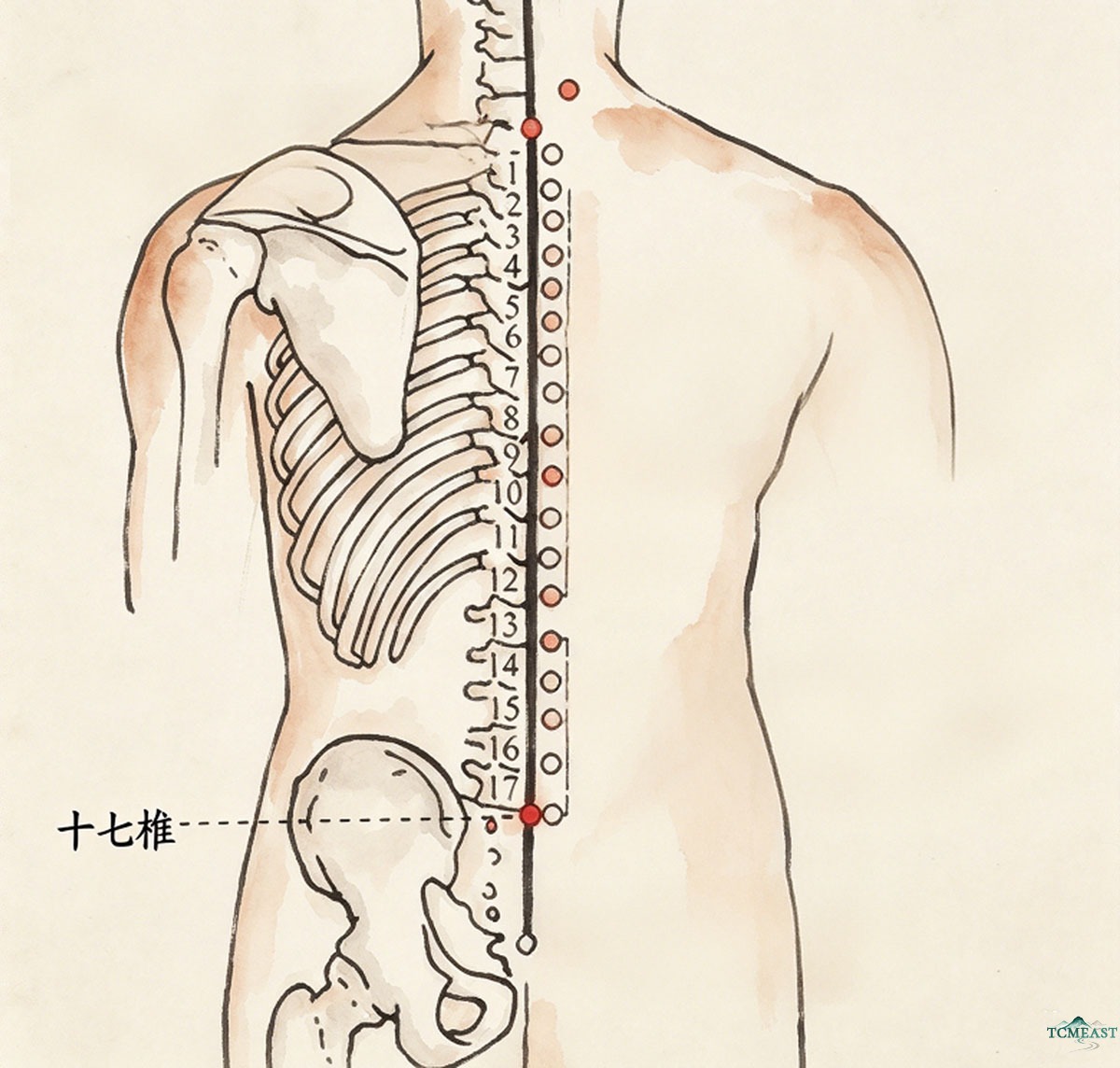 Shiqi Zhui Point (EX-B8 / Seventeenth Vertebra Point)