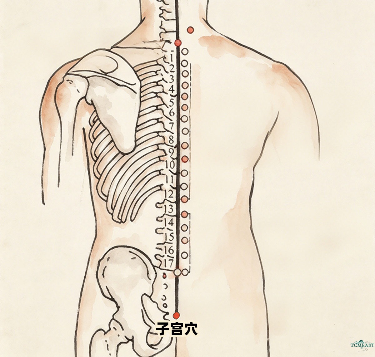 Yaoqi Point (EX-B9 / Lumbar Marvel)