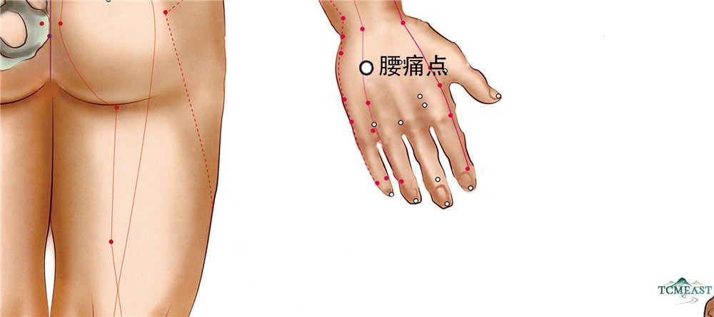 Yaotongdian Point (EX-UE7 / Lumbar Pain Point)