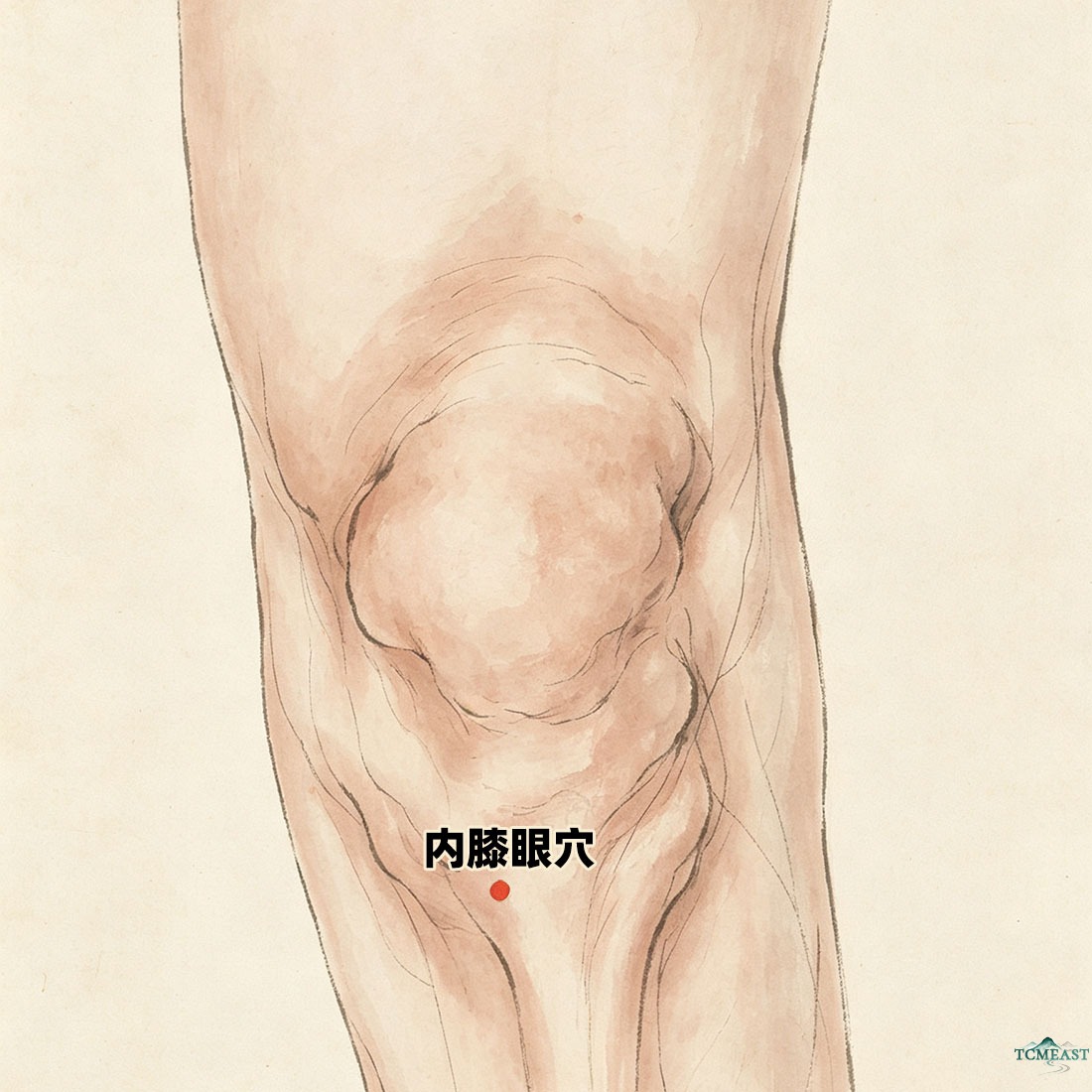 Neixiyan Point (EX-LE4 / Inner Knee Eye)