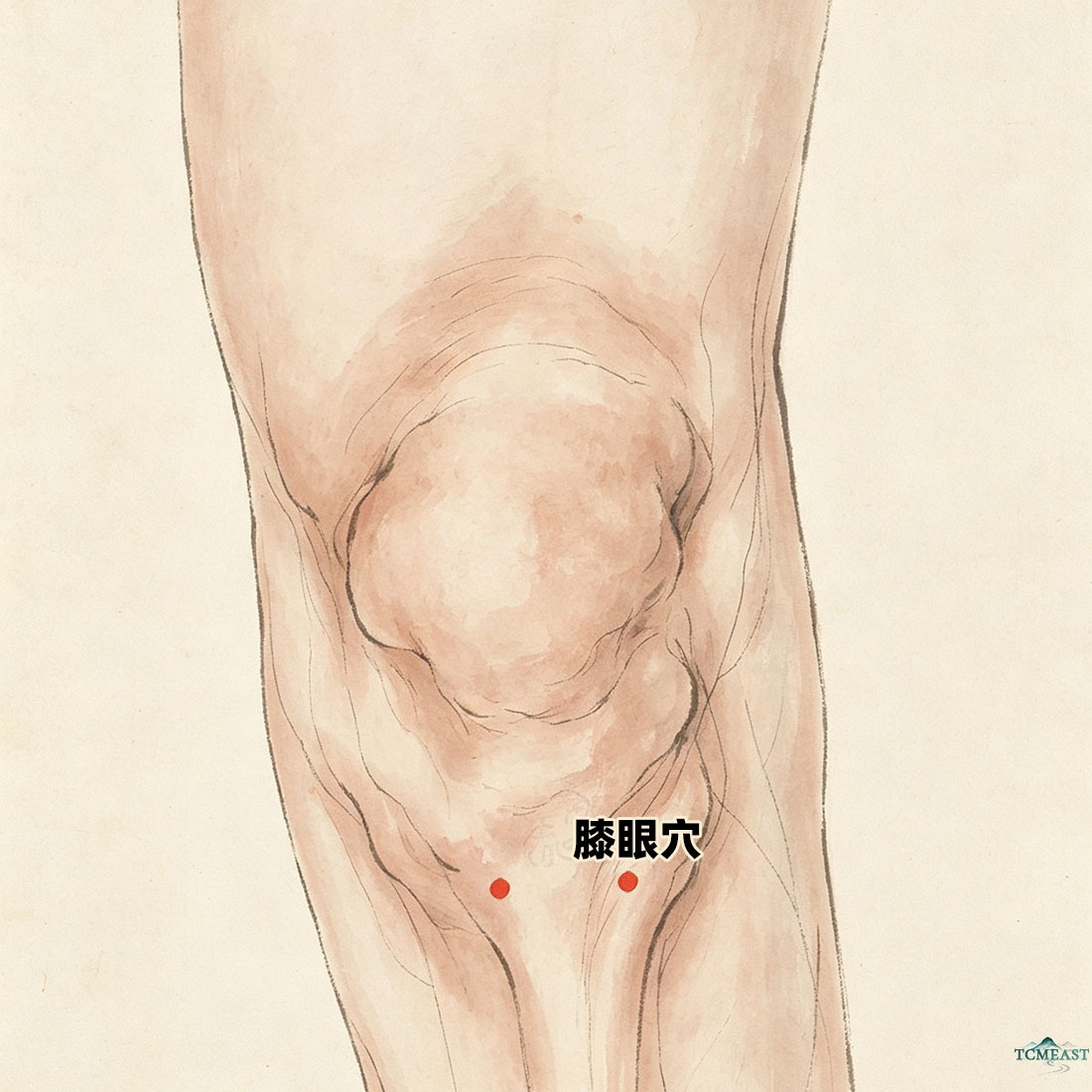 Xiyan Point (EX-LE4/5 / Knee Eyes, including Neixiyan / Inner Knee Eye and Waixiyan / Outer Knee Eye)