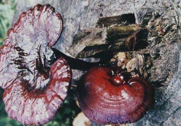 Ganoderma tropicum(Jungh.)Bres.