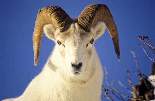 Goat or Sheep Brain