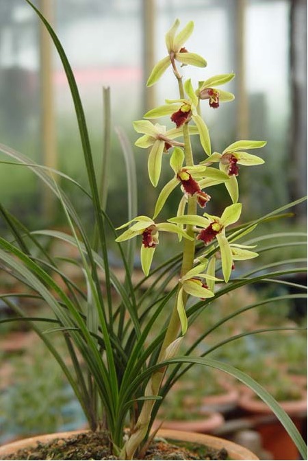 Cymbidium faberi Rolfe