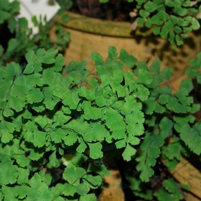 Adiantum bonatianum Brause