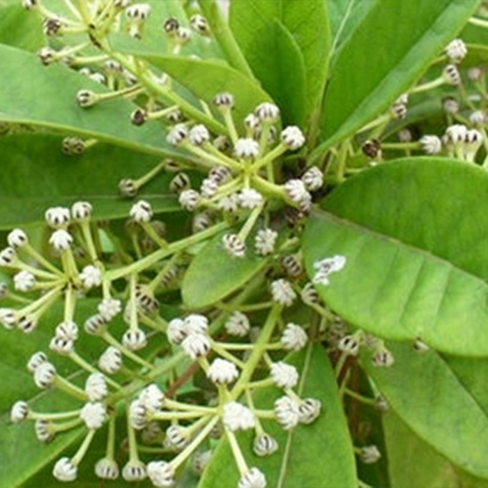 Daphniphyllum twig and leaf