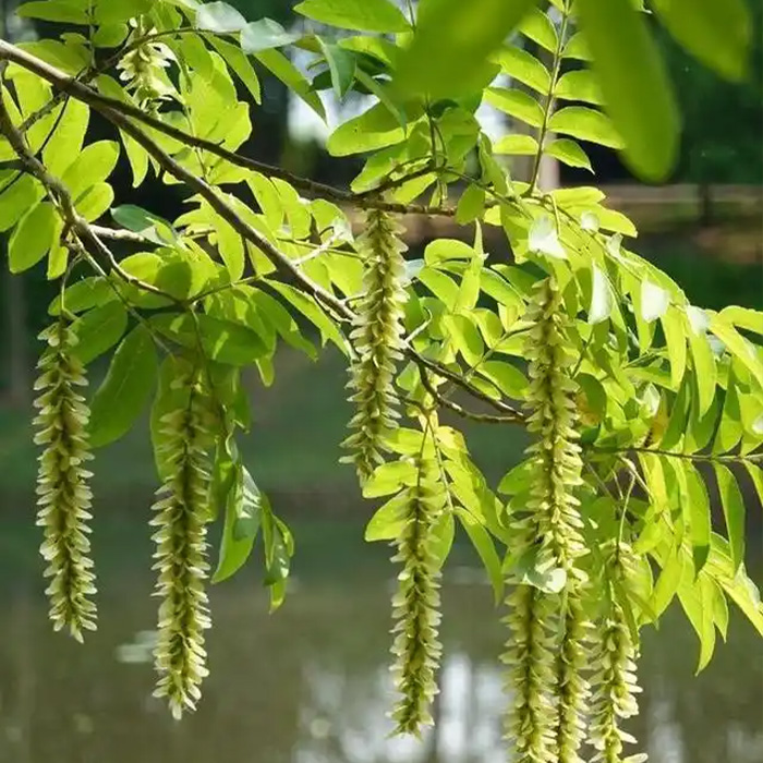 Pterocarya stenoptera Leaf