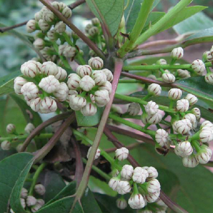 Daphniphyllum calycinum Benth.