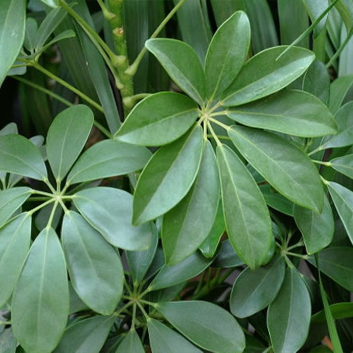Schefflera venulosa (Wight et Arn.) Harms