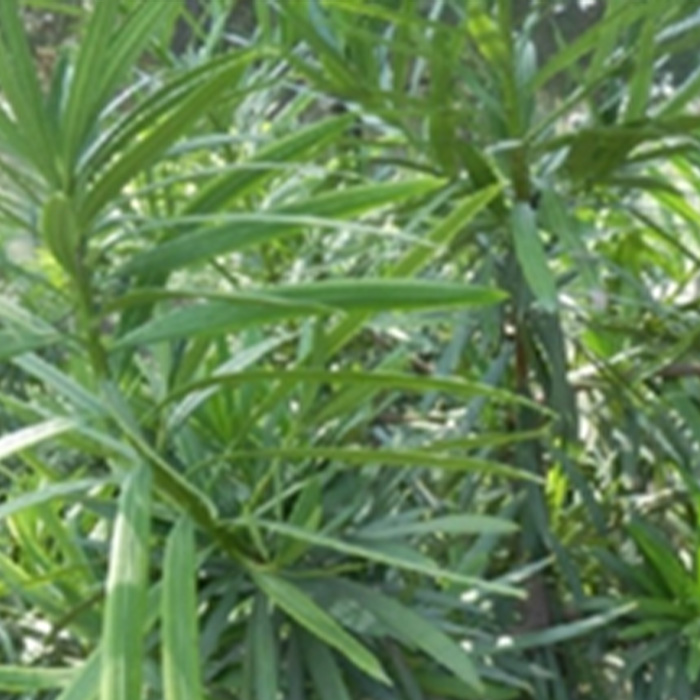 Podocarpus Root Bark