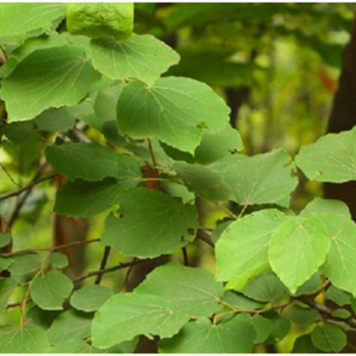Colona floribunda