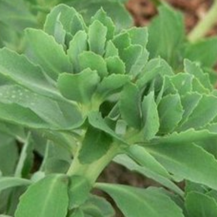 Sedum aizoon L.