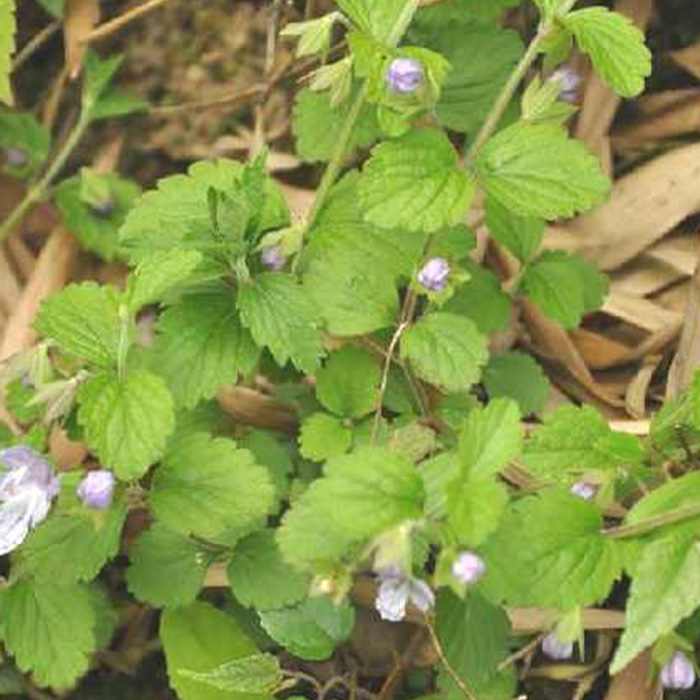 Herba Caryopteridis Nepetaefoliae