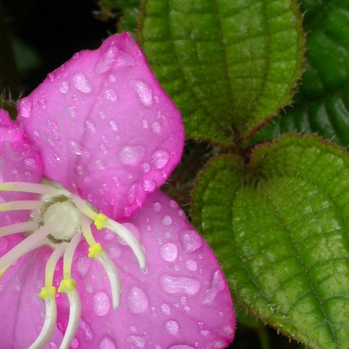 Phyllagathis caualeriei