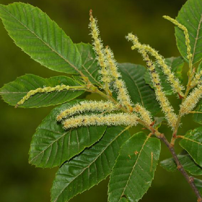 Castanea seguinii Dode