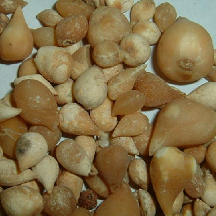 Iphigenia indica (L.) Kunth