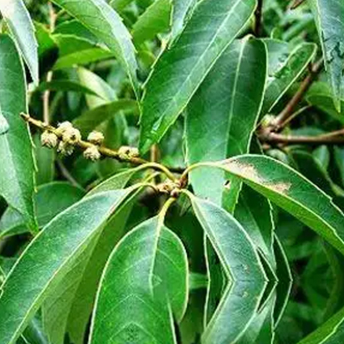 Leaf of Castanopsis chinensis