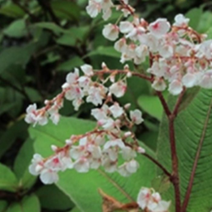 Polygonum tortuosum D. Don [P. periginatoris Pauls.]