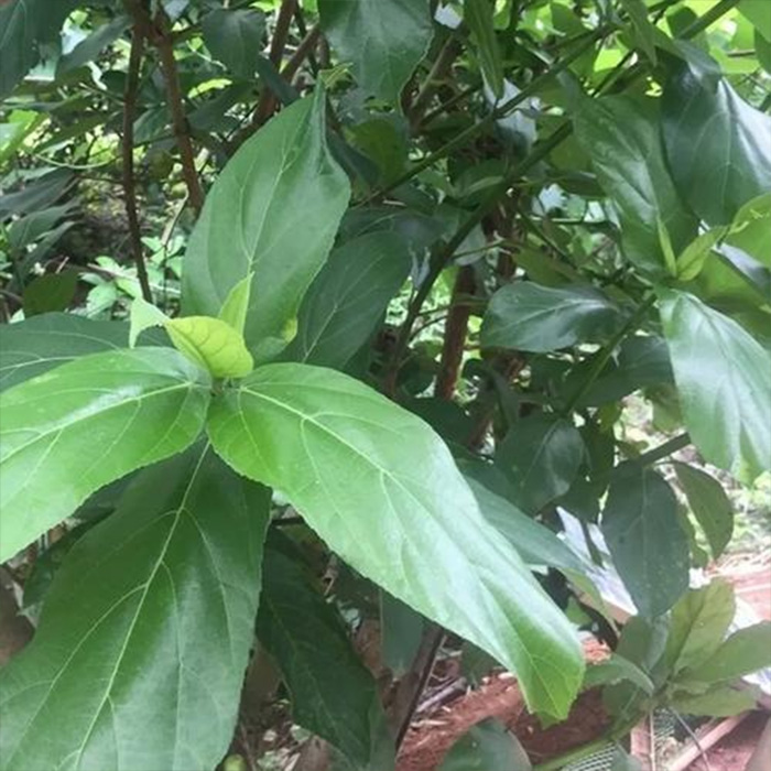 Ficus hispida L. f.