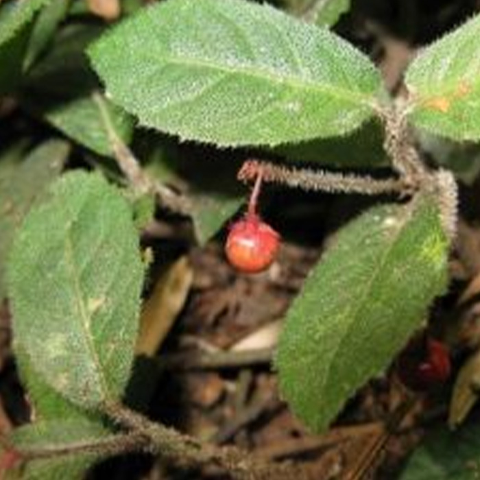 Ardisia maclurei Merr.