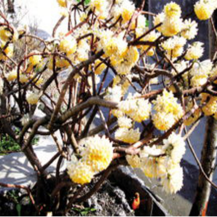 Edgeworthia chrysantha Lindl.