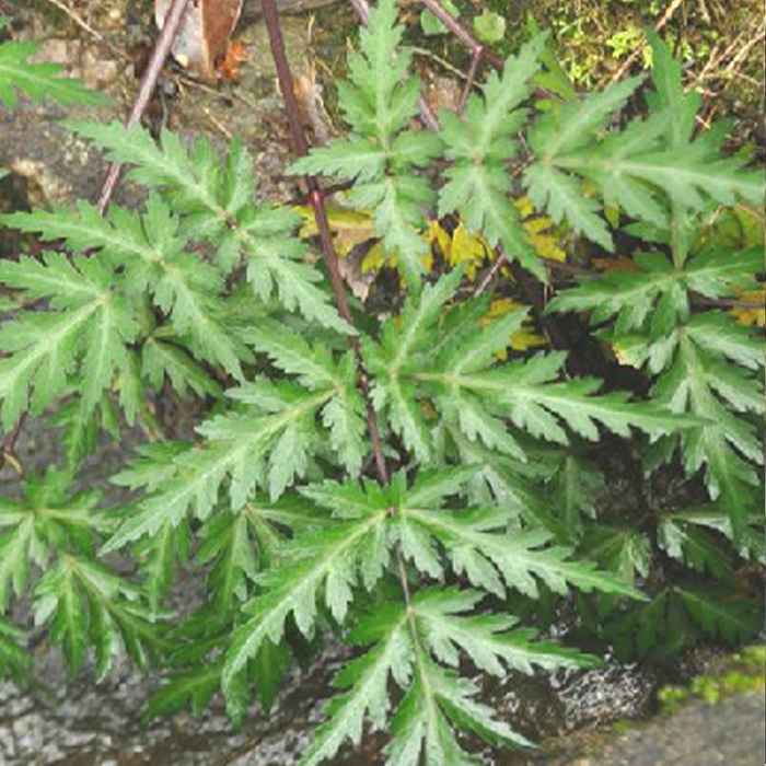 Folium Anthrisci sylvestris