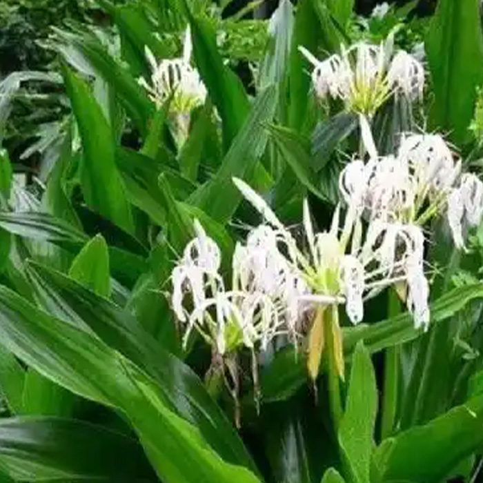 Folium Crini asiatici