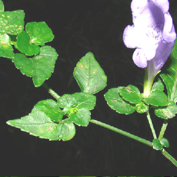 Radix Pteracanthi alati