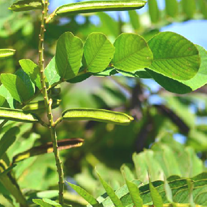 Folium Cassiae Alatae