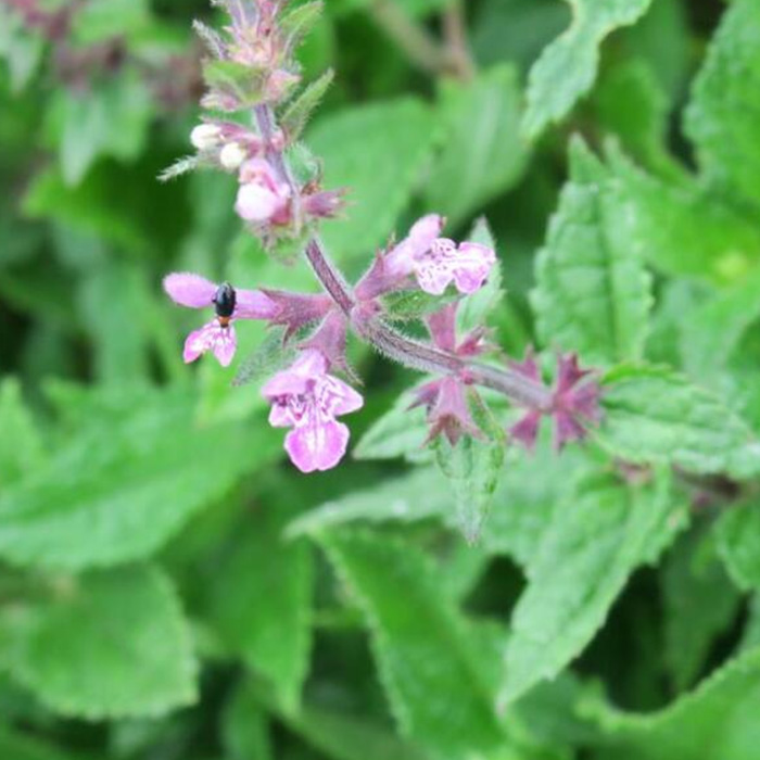 Herba seu Rhizoma Stachydis Sieboldii+