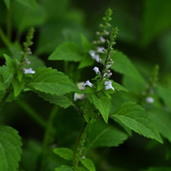Herba Moslae Cavaleriei